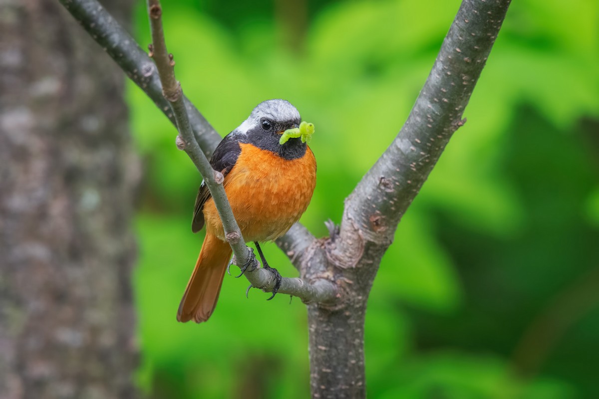 Daurian Redstart - ML642469411