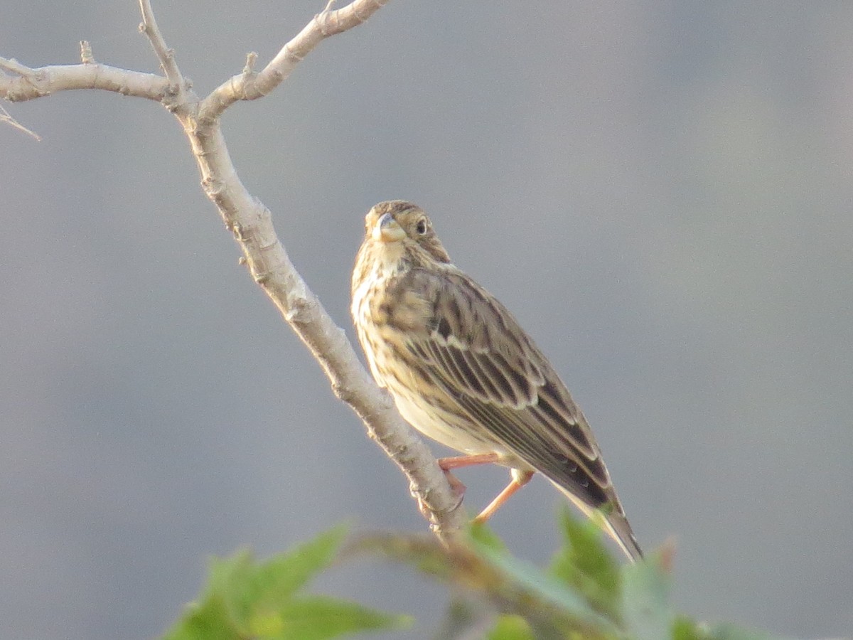 Corn Bunting - ML642469413