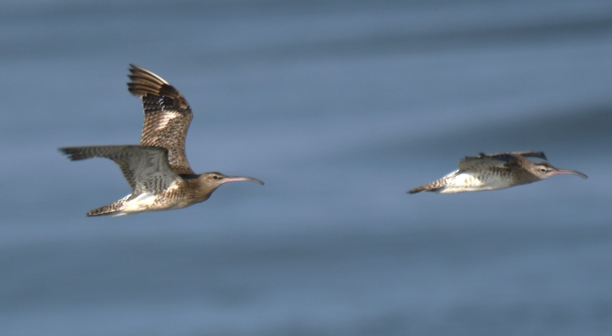 Whimbrel - ML642469420
