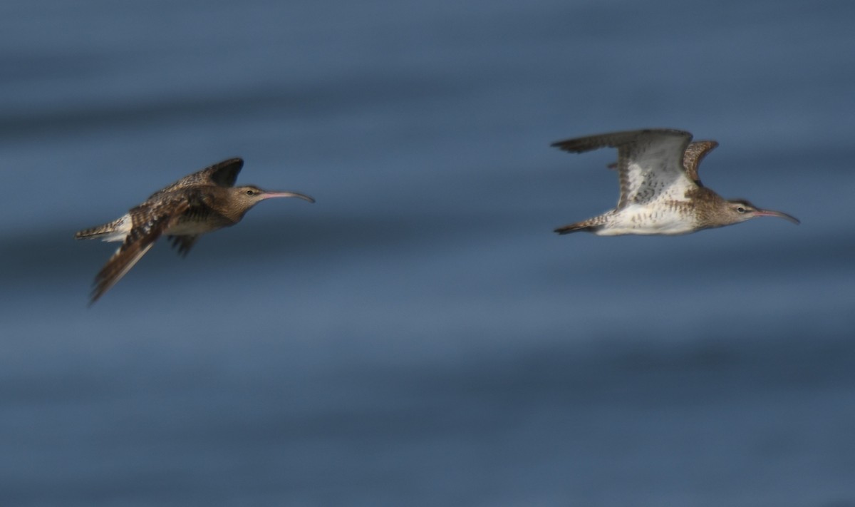 Whimbrel - ML642469421