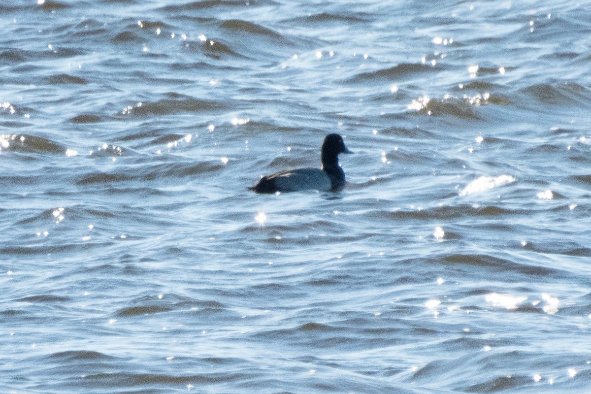 Greater Scaup - ML642469425