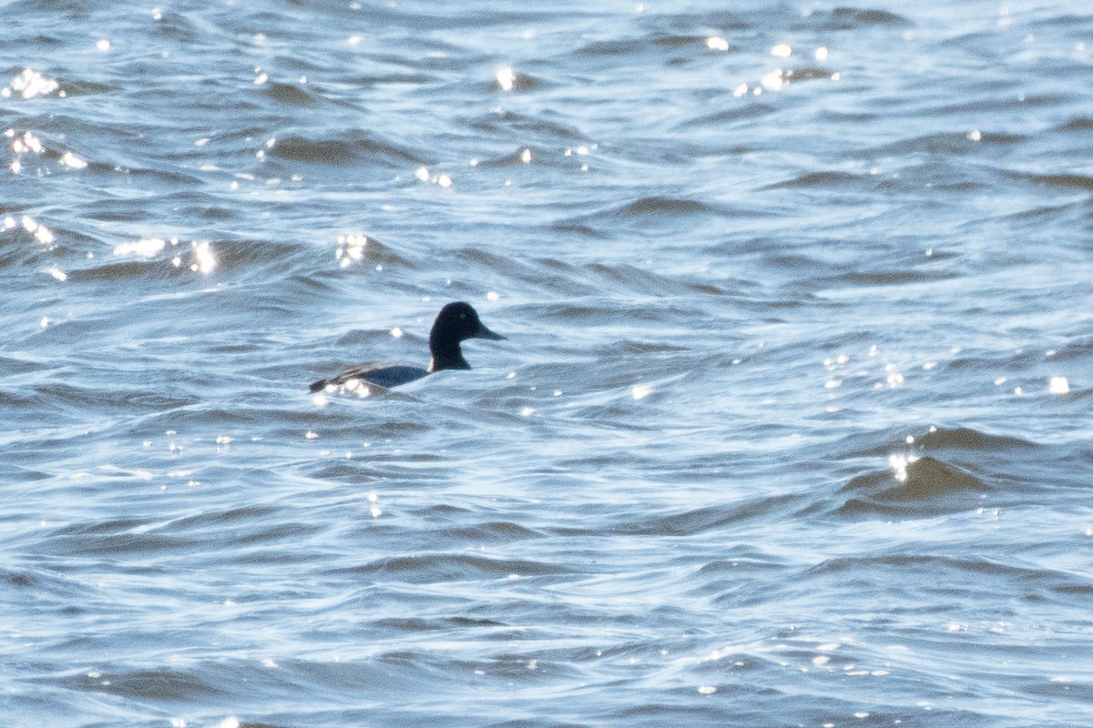 Greater Scaup - ML642469426