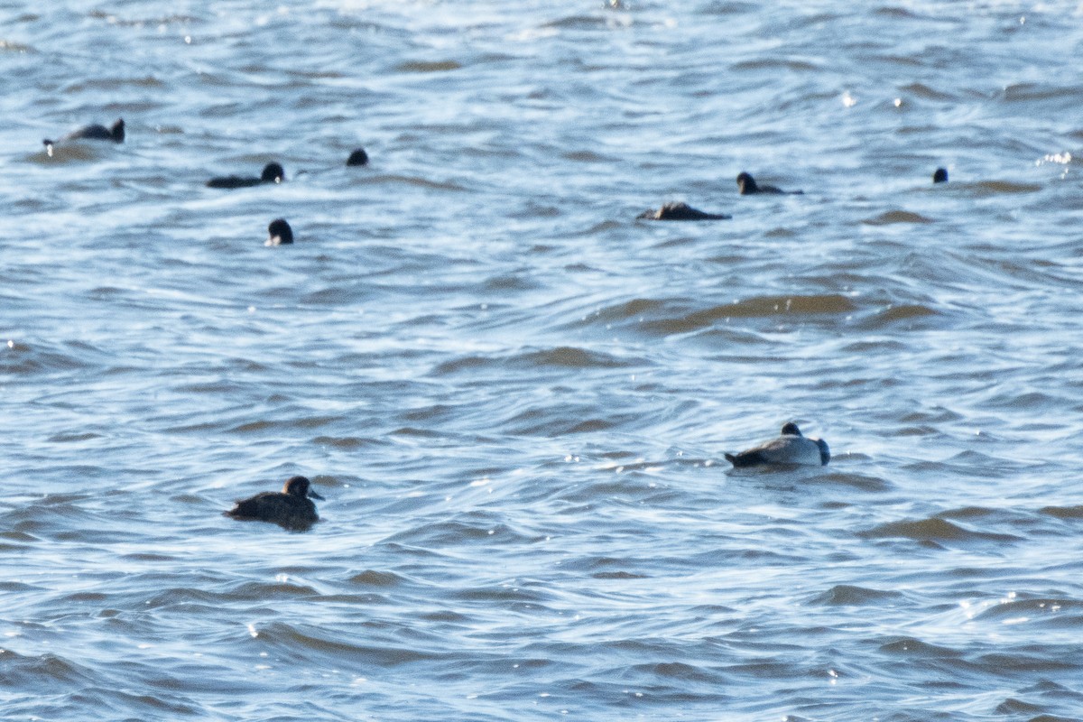 Greater Scaup - ML642469432