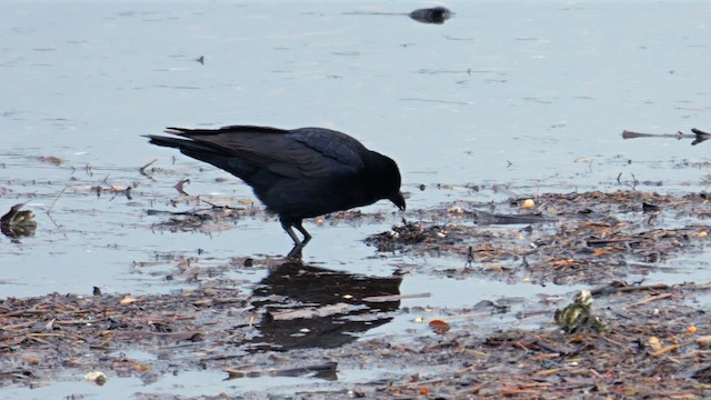 Carrion Crow (Eastern) - ML642469433