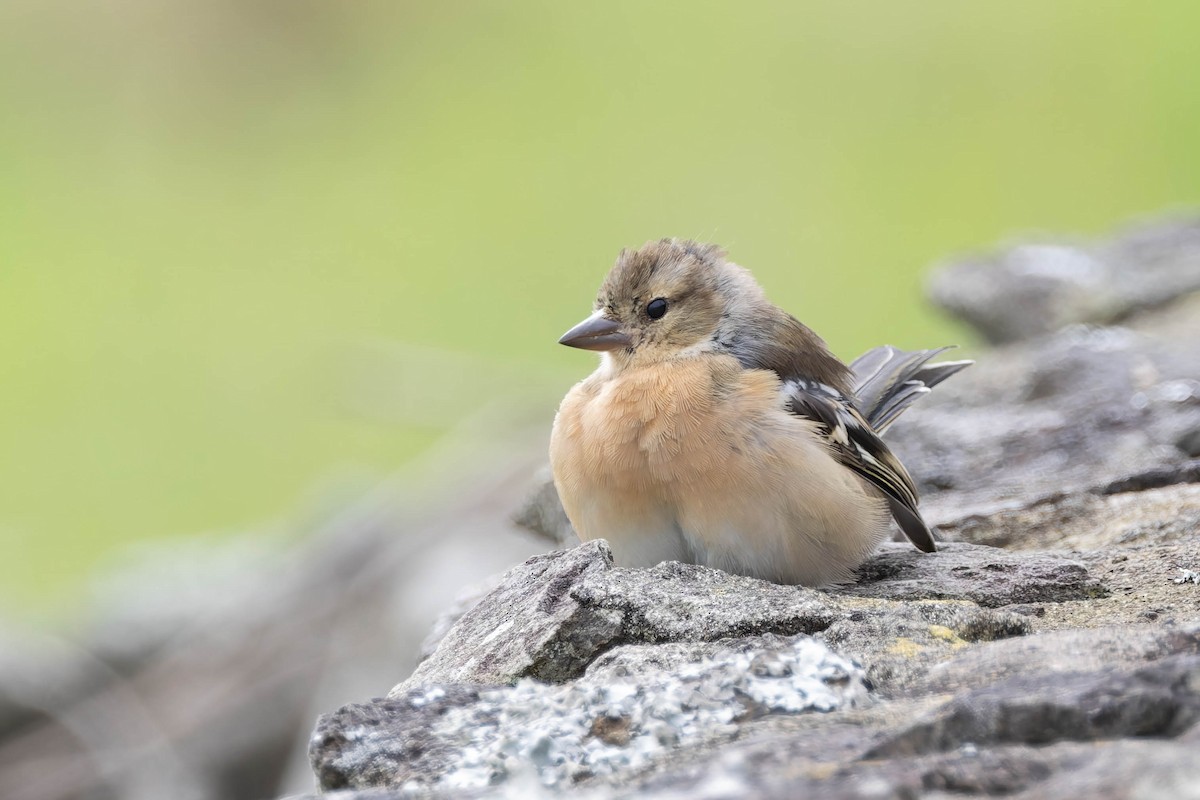 Azores Chaffinch - ML642469458