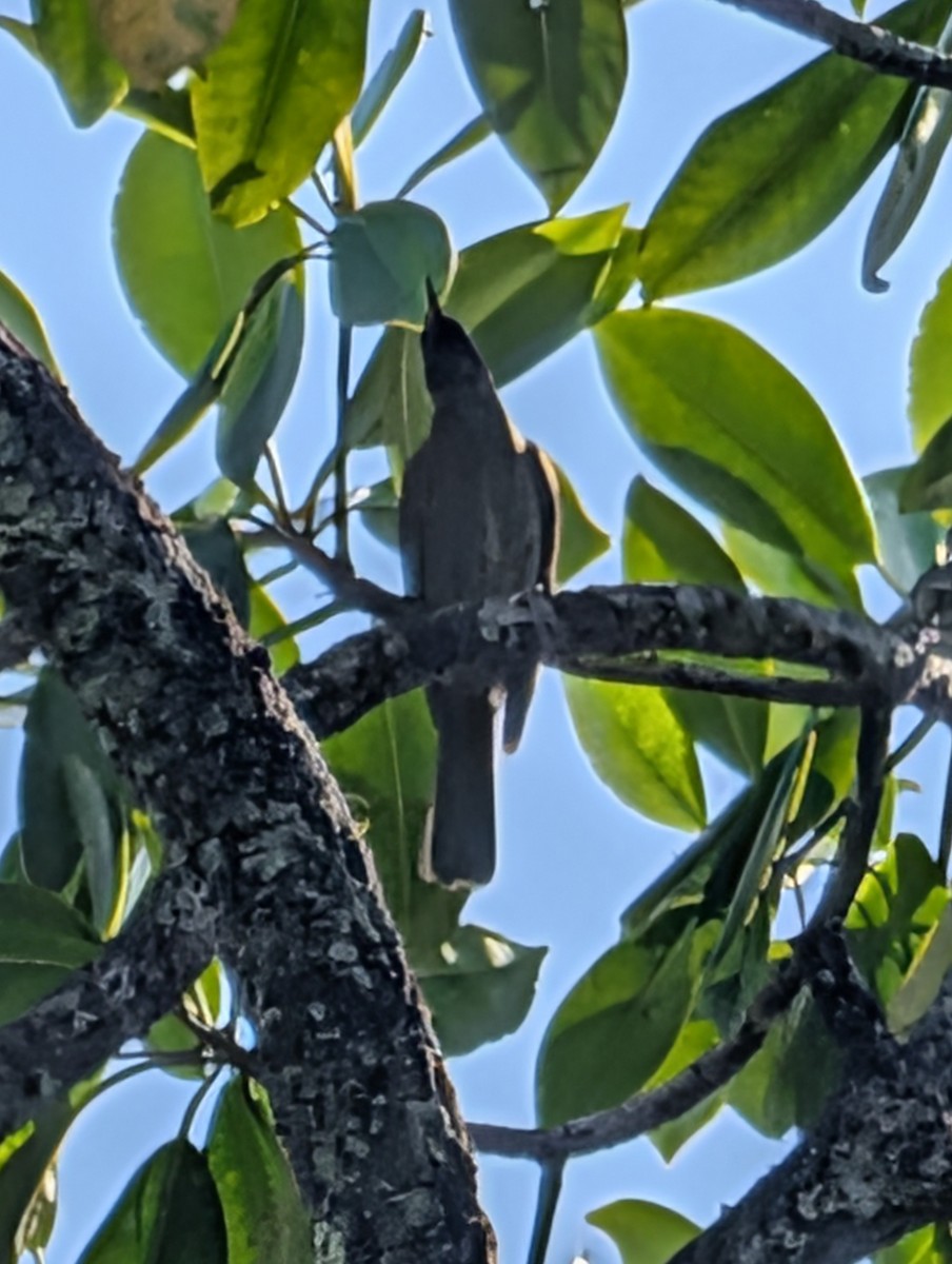 Bridled Honeyeater - ML642469460