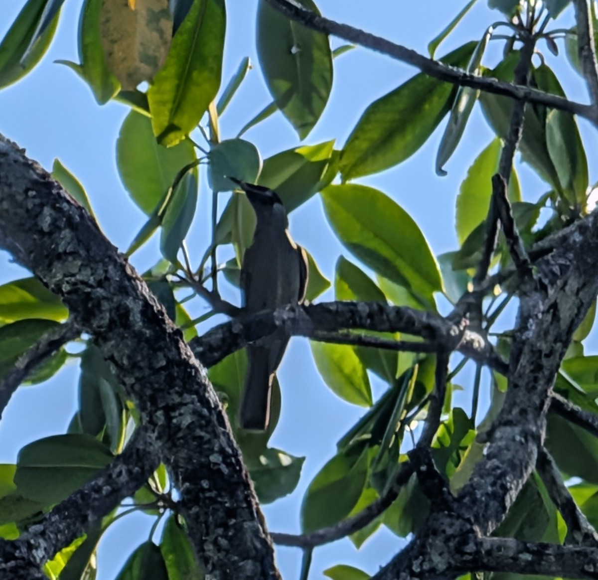 Bridled Honeyeater - ML642469461
