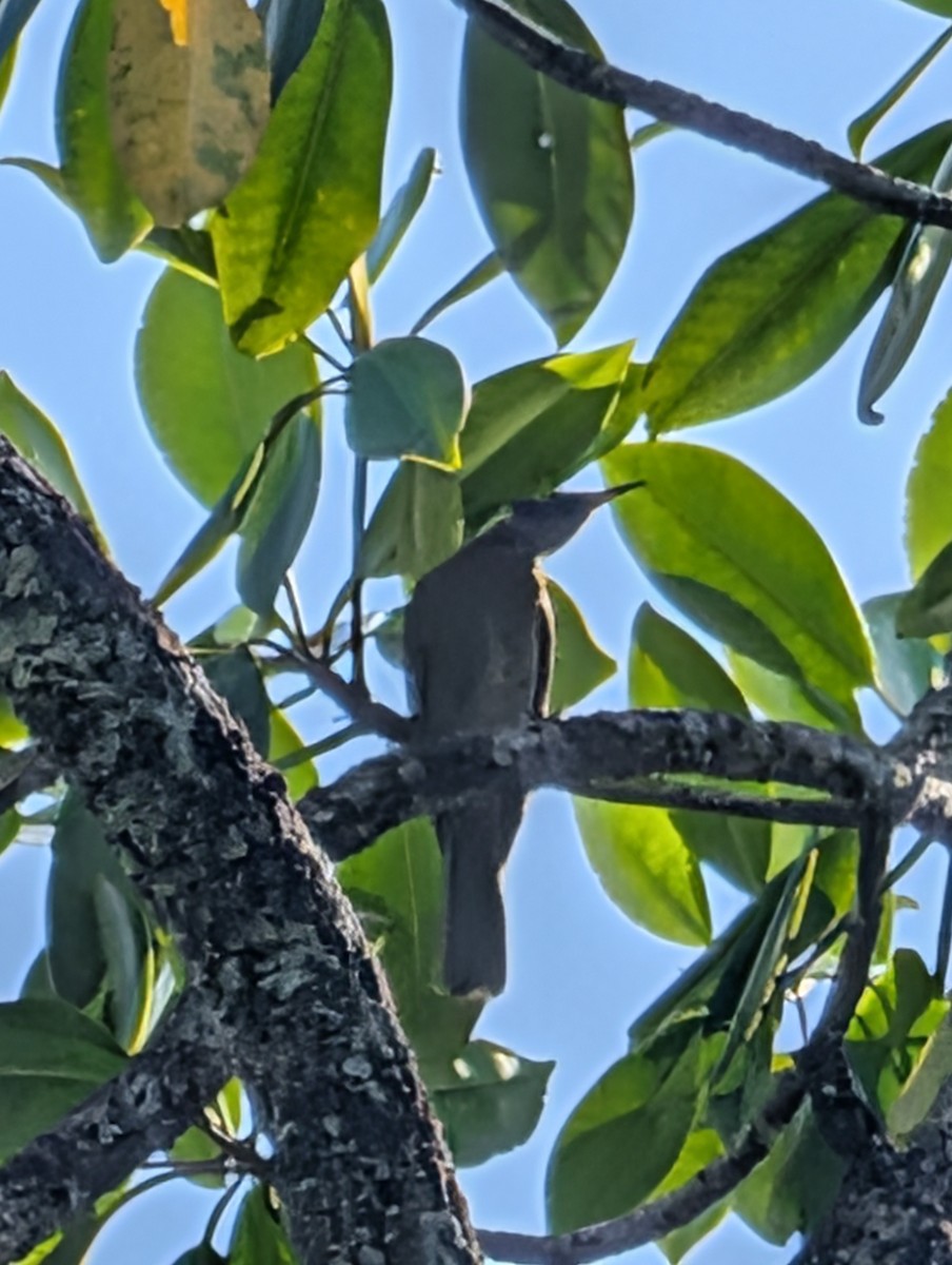 Bridled Honeyeater - ML642469462