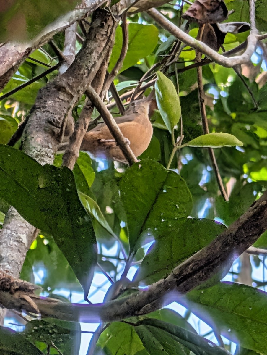 Rufous Shrikethrush - ML642469465
