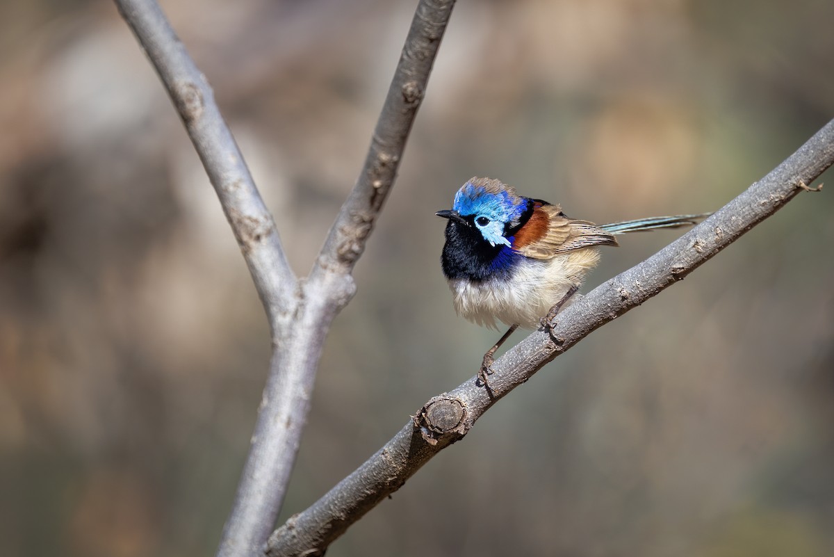 Purple-backed Fairywren - ML642469478