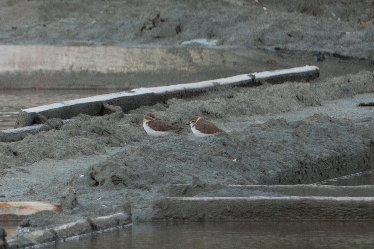 Javan Plover - ML642469485