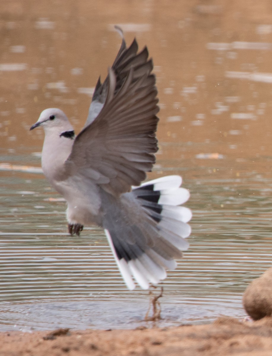 Ring-necked Dove - ML642469489