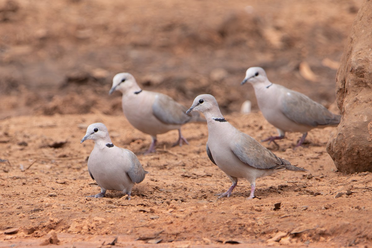 Ring-necked Dove - ML642469490