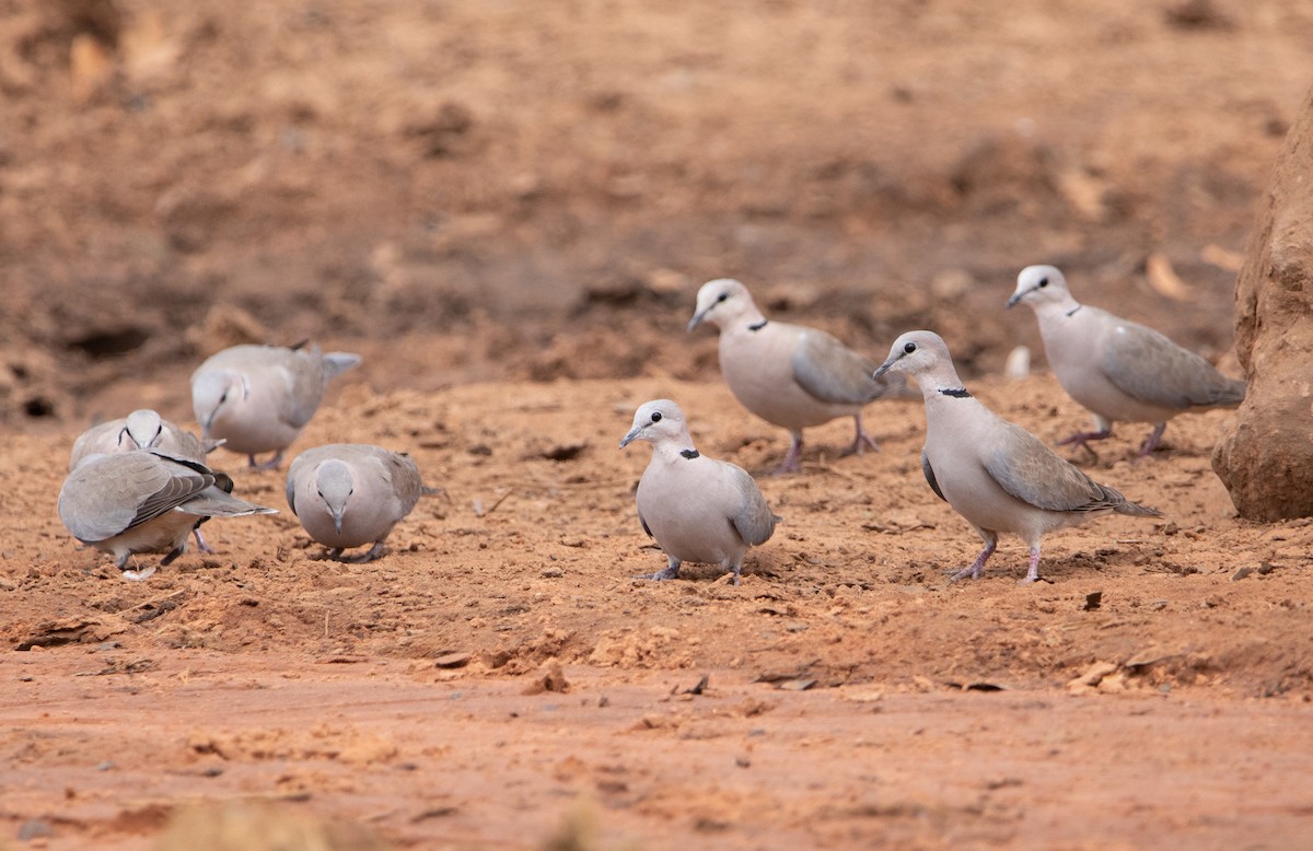 Ring-necked Dove - ML642469491