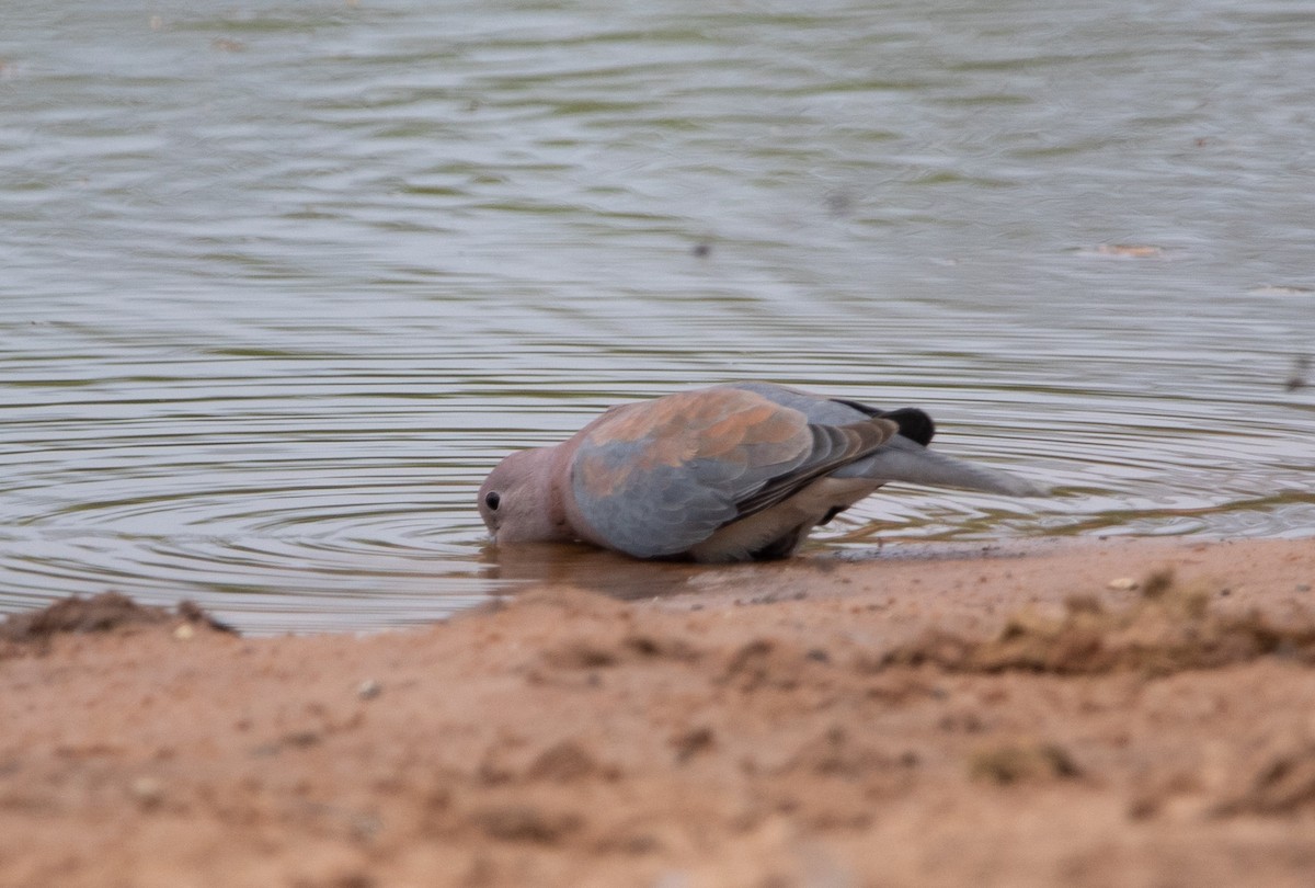 Laughing Dove - ML642469497