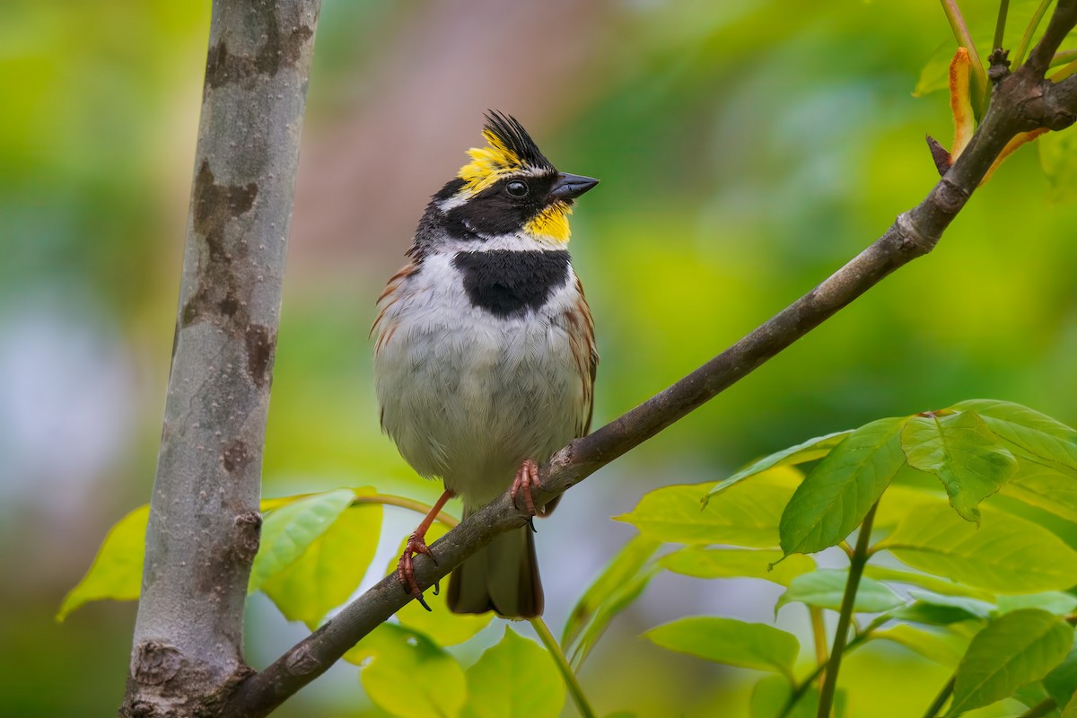 Yellow-throated Bunting - ML642469502