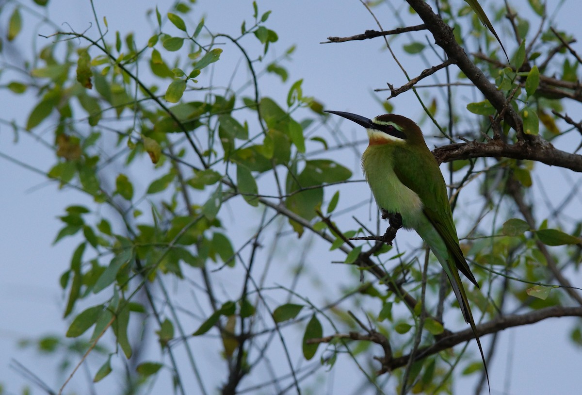 Olive Bee-eater - ML642469508