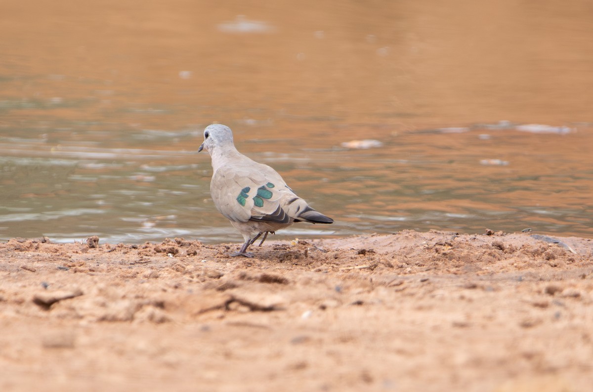 Emerald-spotted Wood-Dove - ML642469511