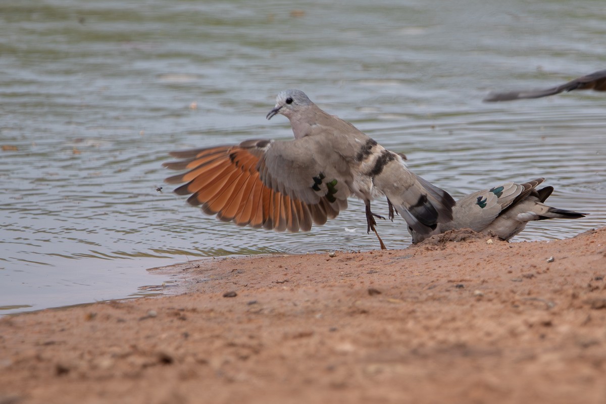 Emerald-spotted Wood-Dove - ML642469512