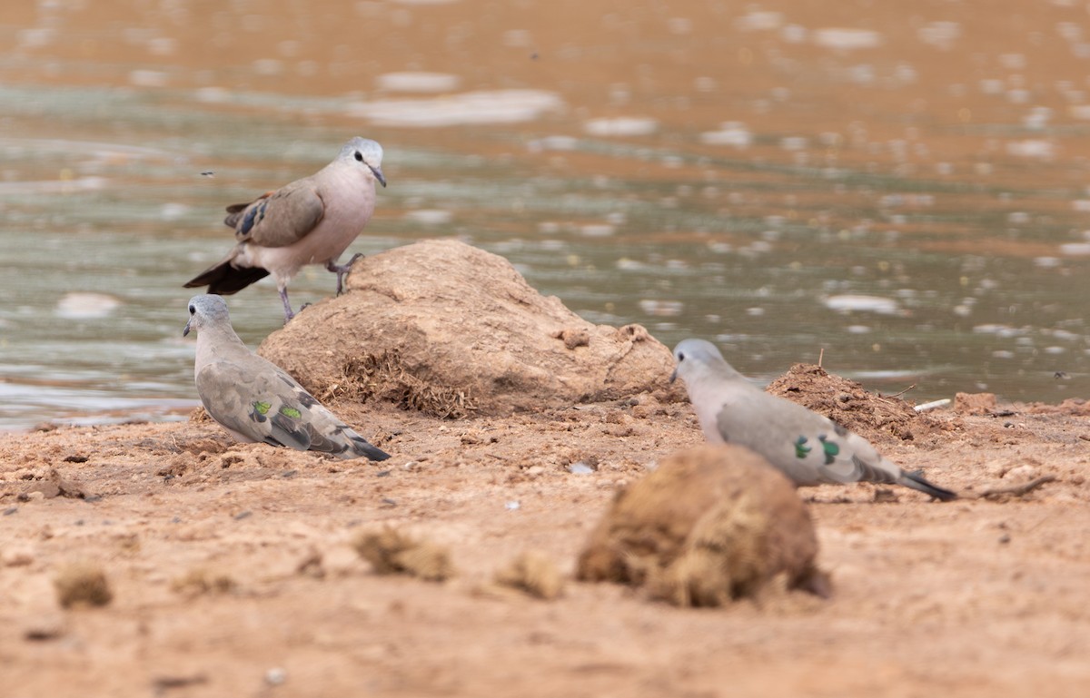 Emerald-spotted Wood-Dove - ML642469513