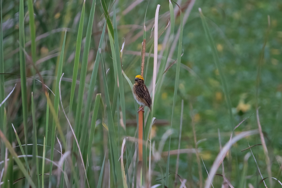 Streaked Weaver - ML642469538