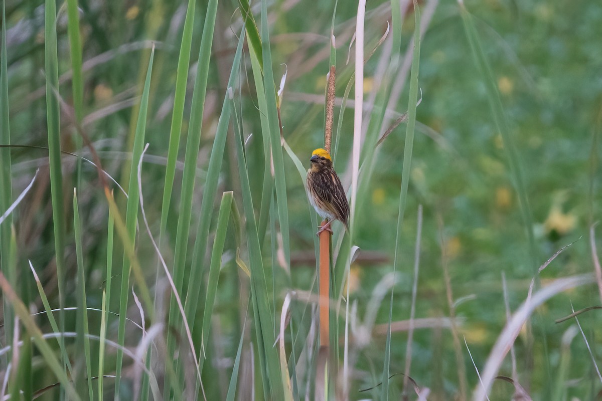 Streaked Weaver - ML642469539
