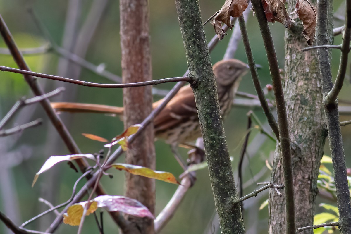 Brown Thrasher - ML642469541