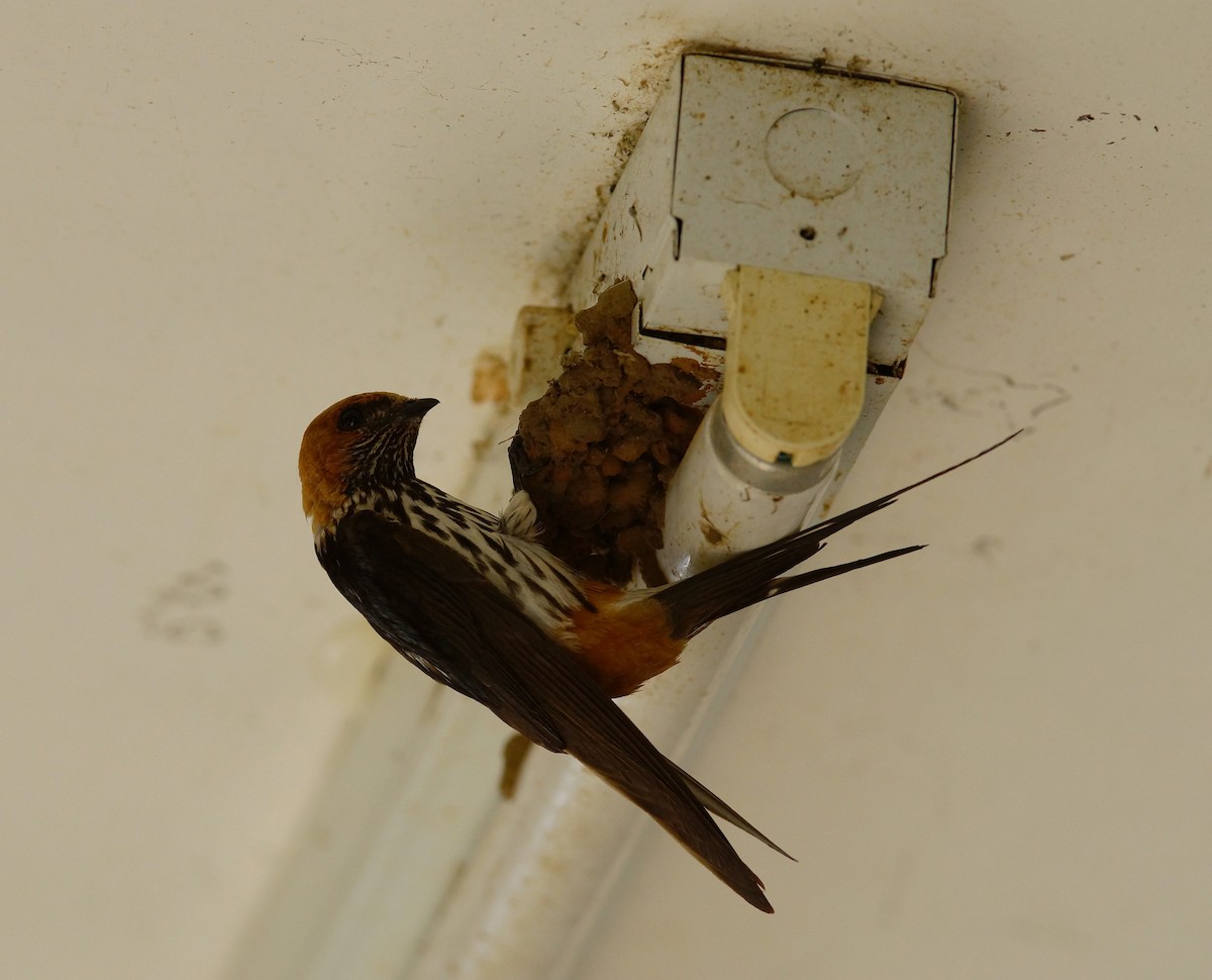 Lesser Striped Swallow - ML642469563