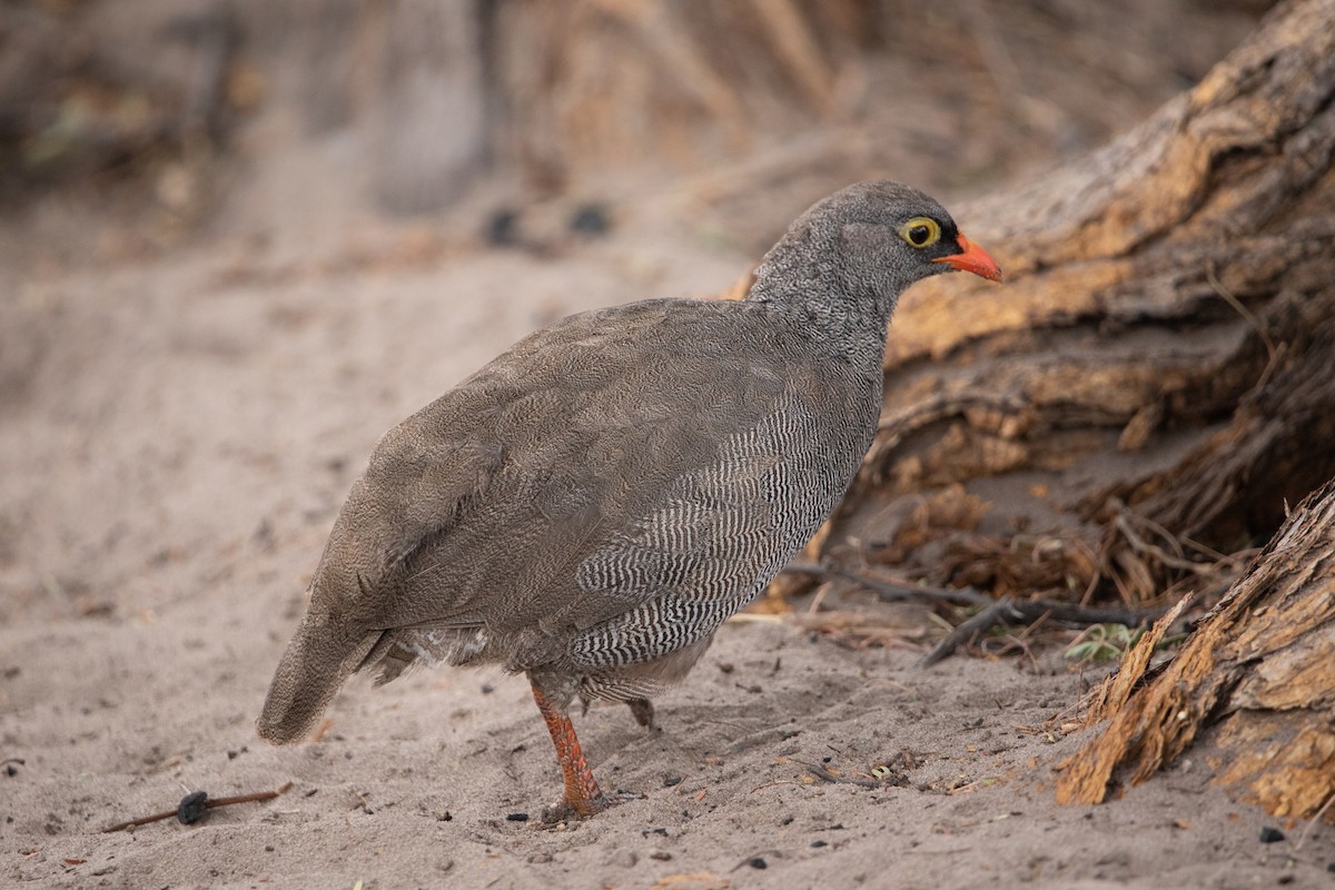 Francolin à bec rouge - ML642469564