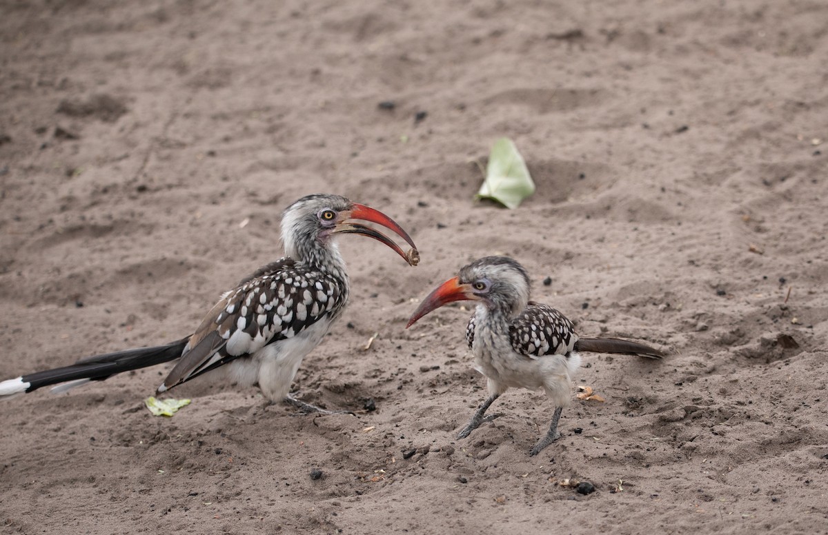 Southern Red-billed Hornbill - ML642469588