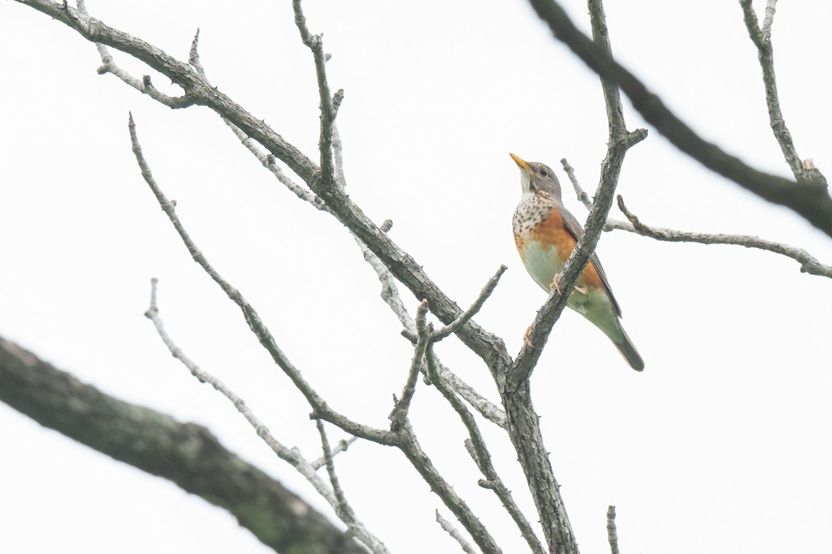 Gray-backed Thrush - ML642469589