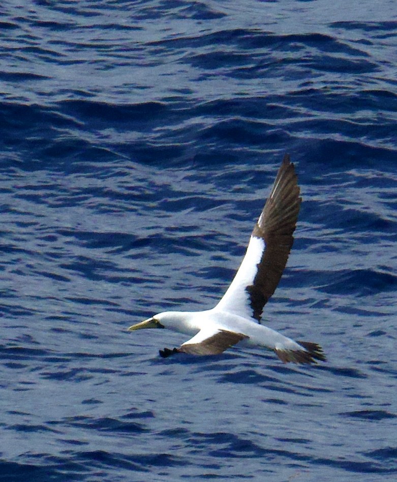 Masked Booby - ML642469607