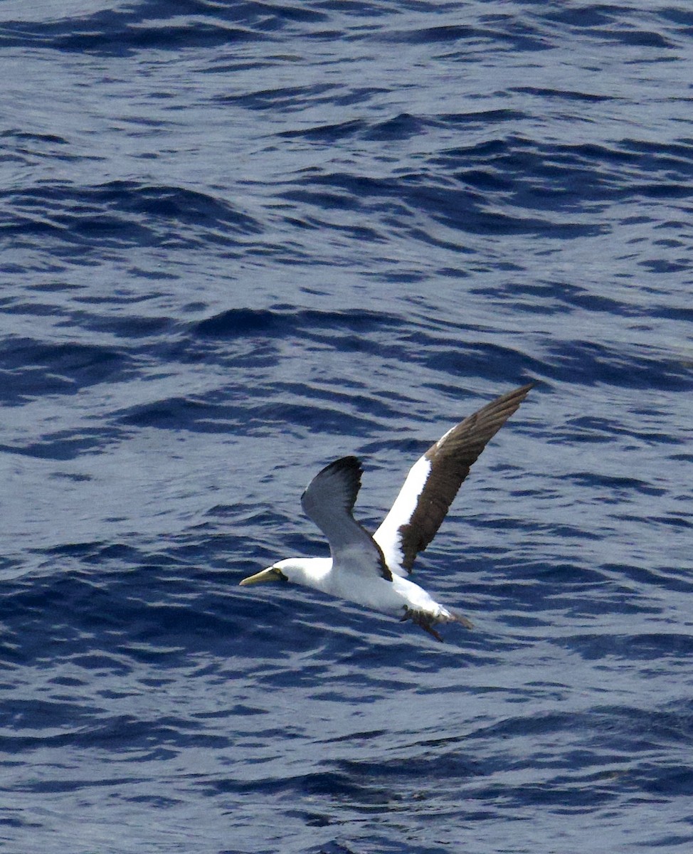 Masked Booby - ML642469608