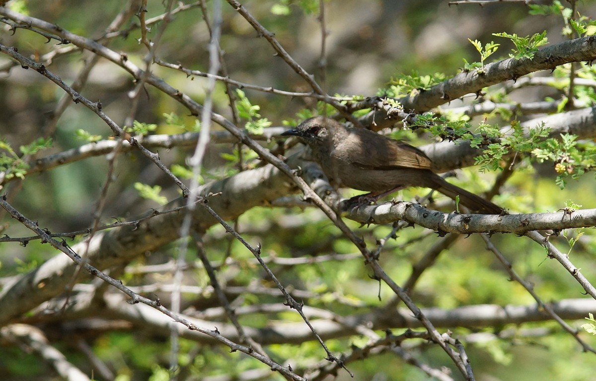 Gray Wren-Warbler - ML642469614