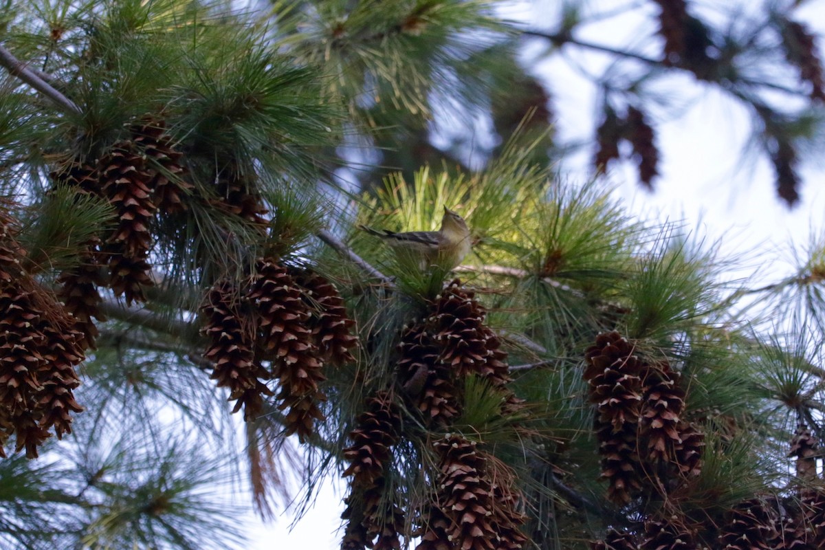 Pine Warbler - ML642469616