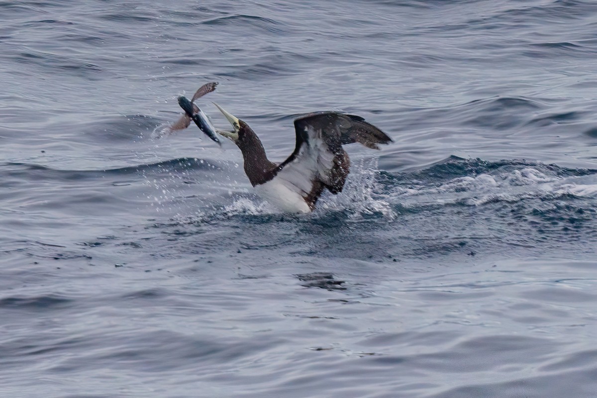 Brown Booby (Forster's) - ML642469617
