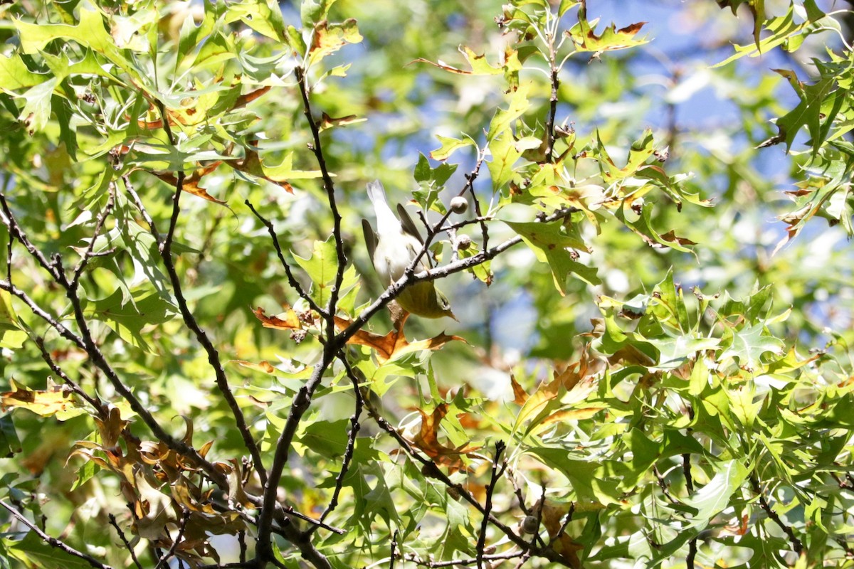 Northern Parula - ML642469618
