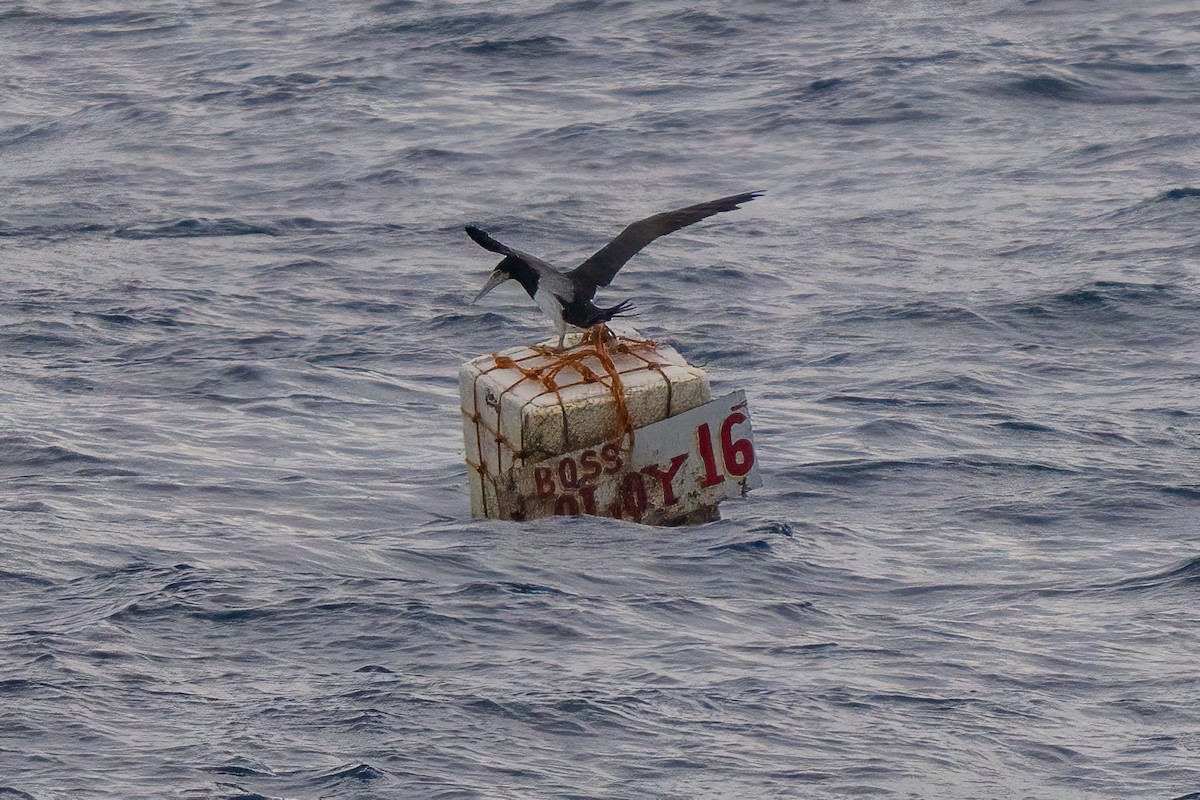 Brown Booby (Forster's) - ML642469621