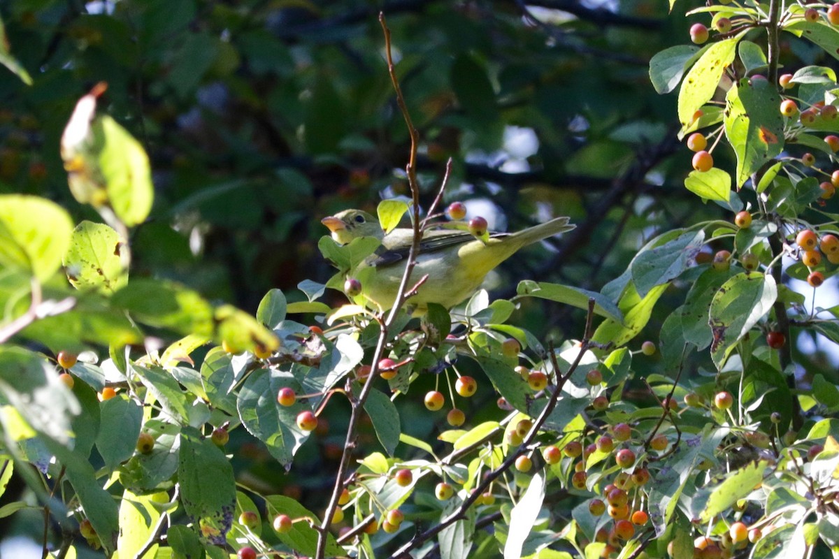 Scarlet Tanager - ML642469622