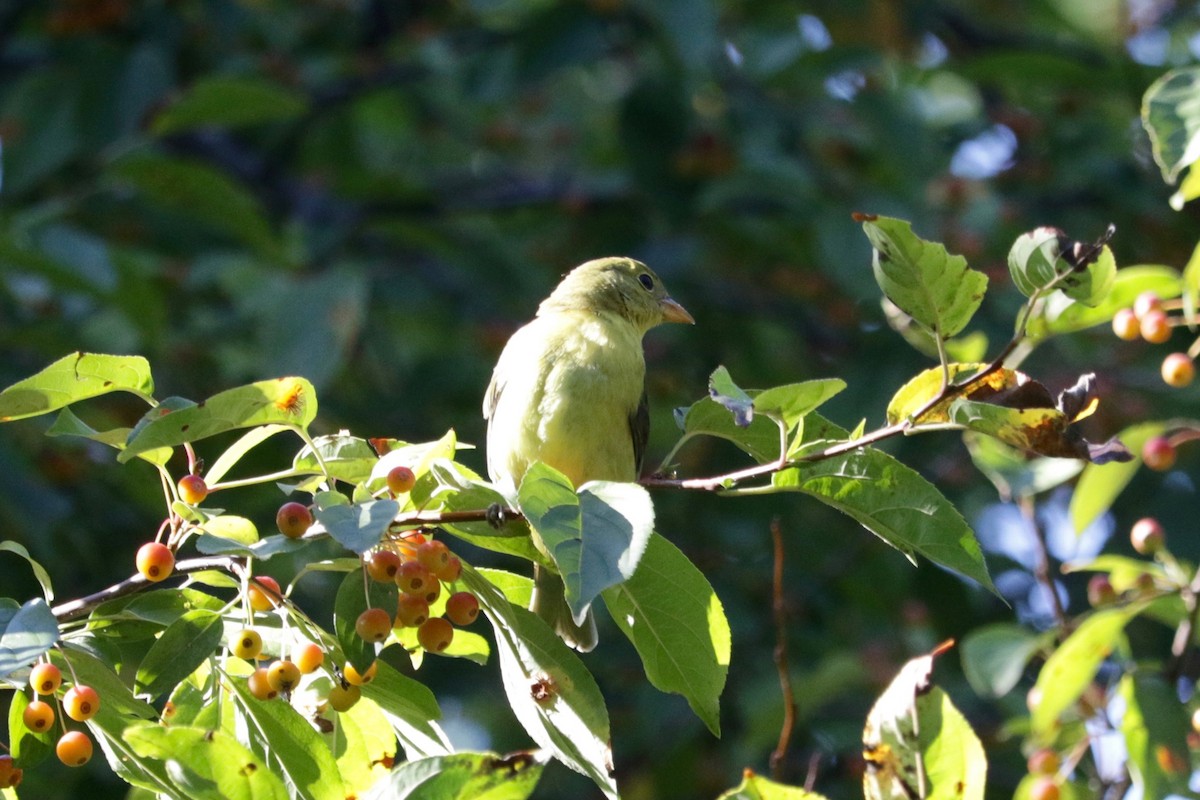 Scarlet Tanager - ML642469623