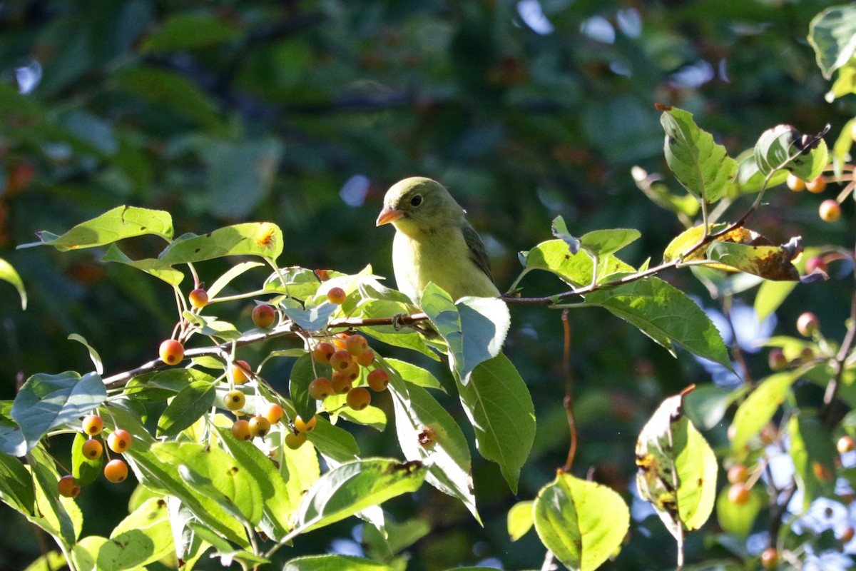 Scarlet Tanager - ML642469625