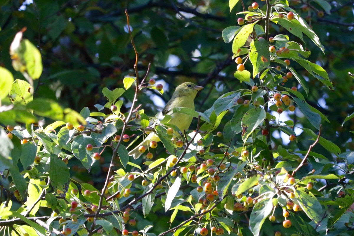 Scarlet Tanager - ML642469627