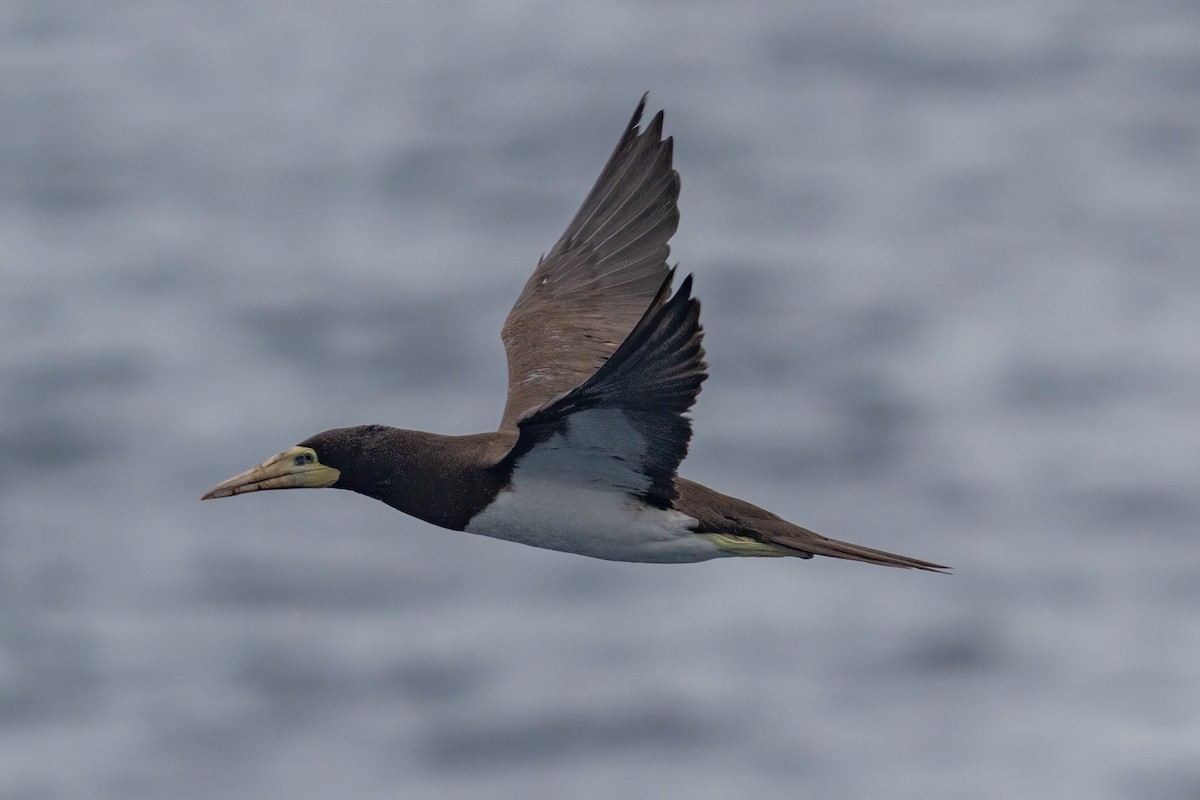Brown Booby (Forster's) - ML642469630
