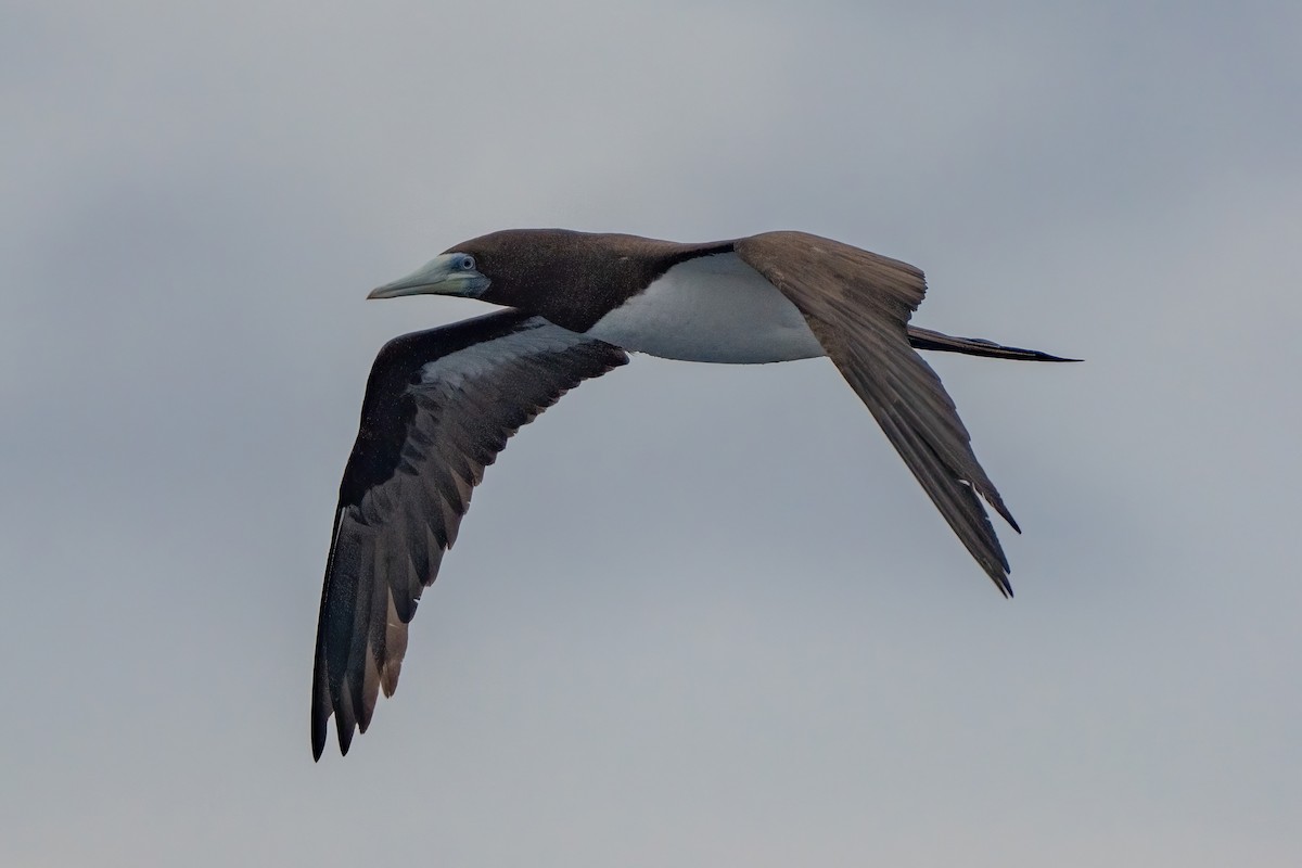 Brown Booby (Forster's) - ML642469633