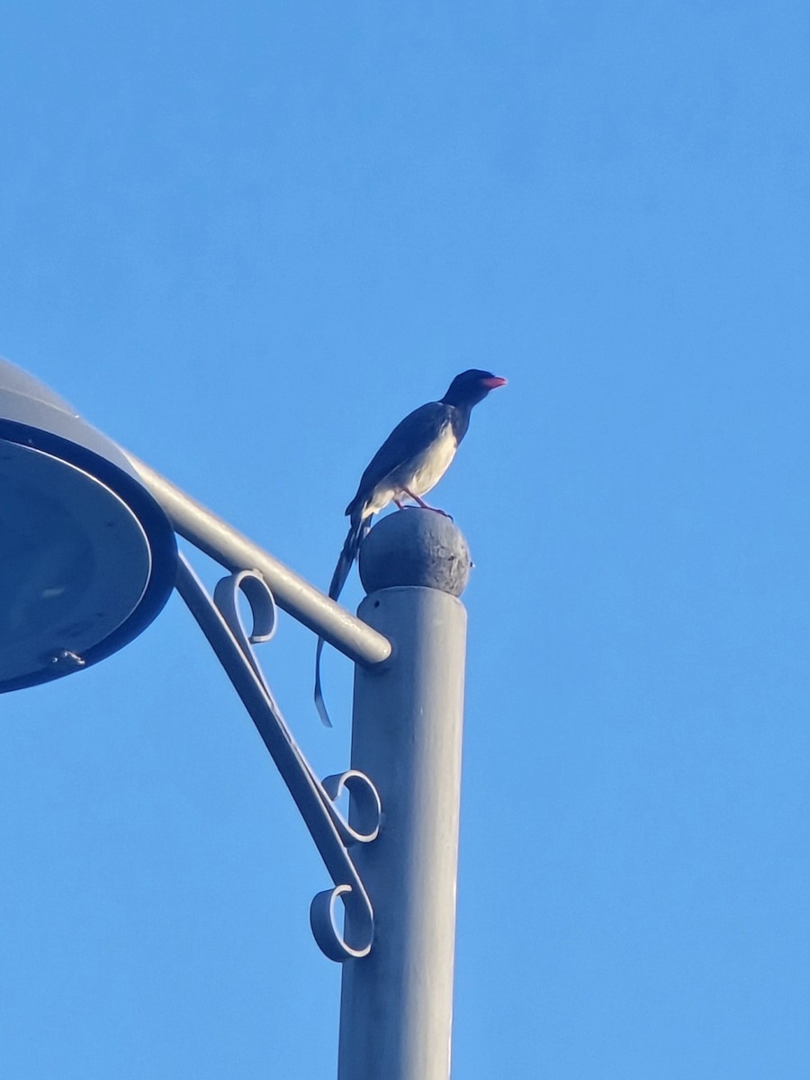 Red-billed Blue-Magpie - ML642469634
