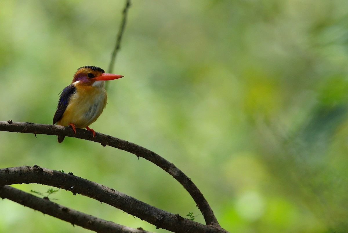 African Pygmy Kingfisher - ML642469636