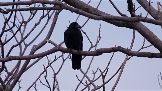 Large-billed Crow (Large-billed) - ML642469638