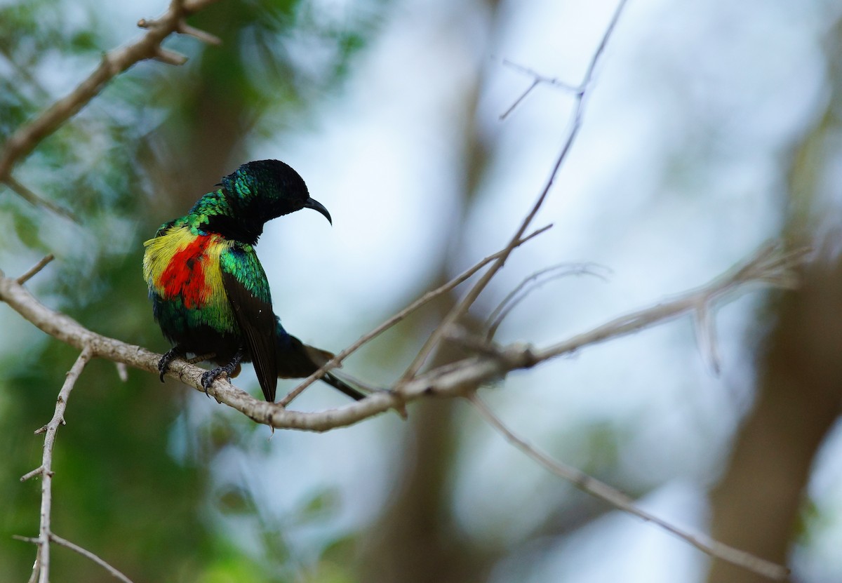 Beautiful Sunbird - ML642469645