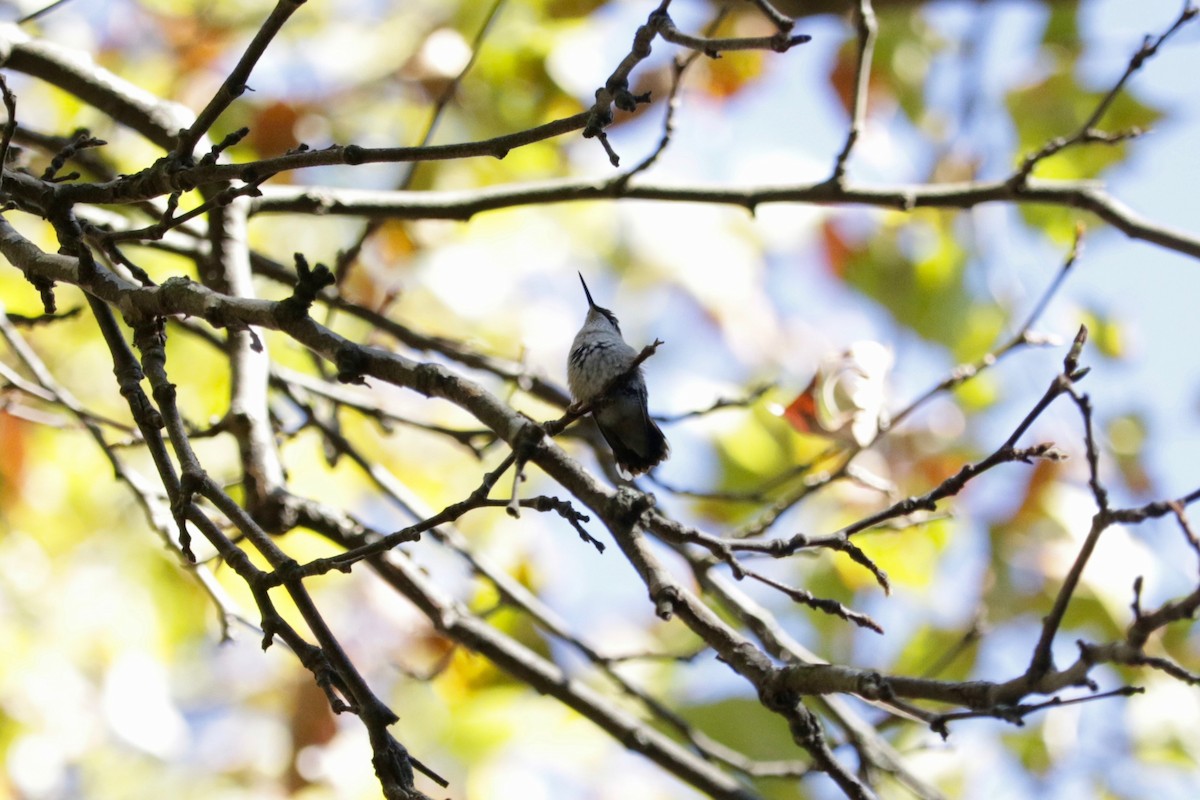 Ruby-throated Hummingbird - ML642469646