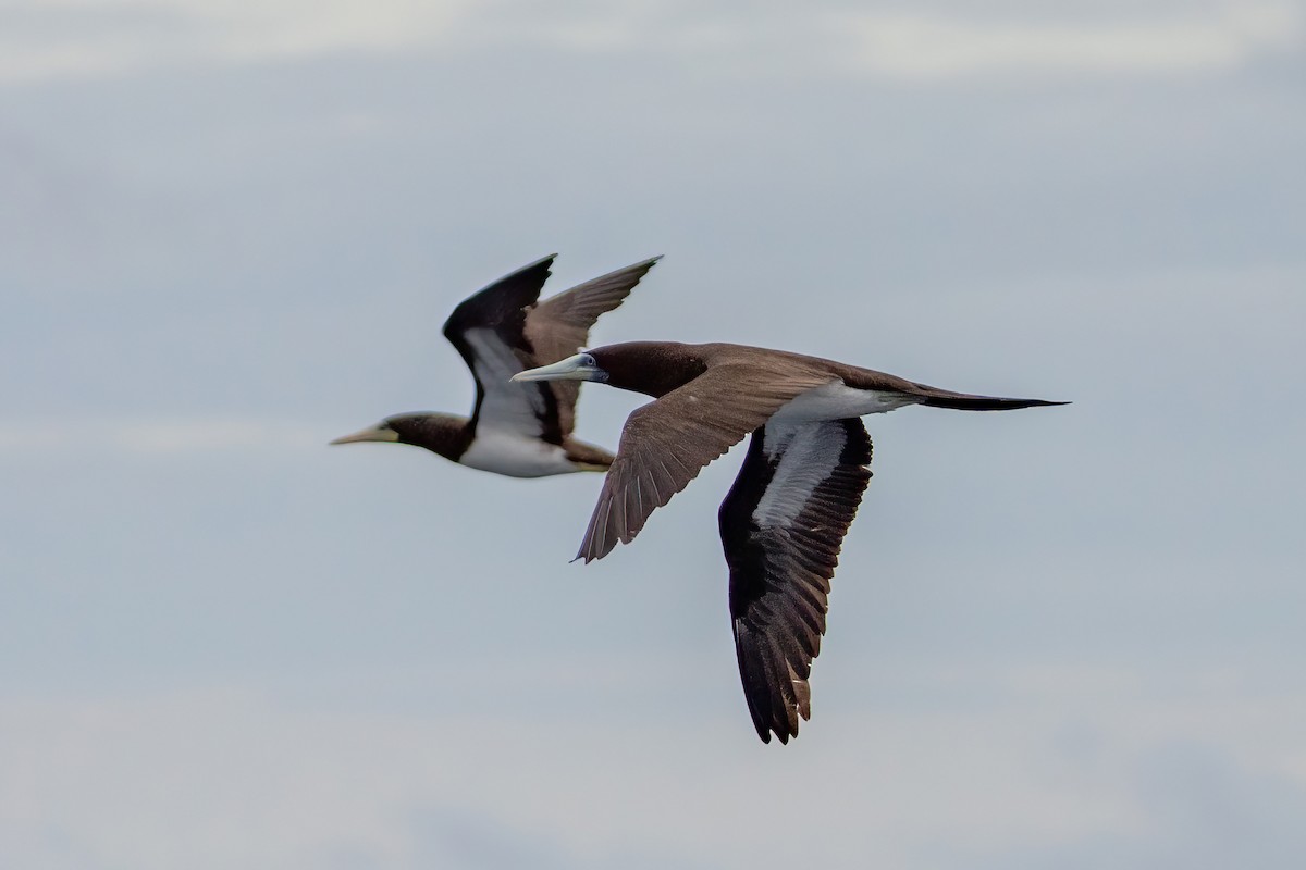 Brown Booby (Forster's) - ML642469648